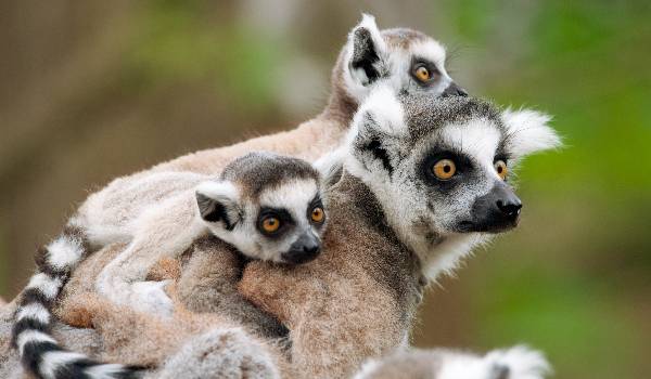 Lémurien Catta avec ses 2 bébés