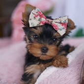 LivingDoll Yorkies