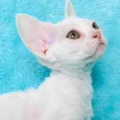 Chatterie Céleste -Devon Rex