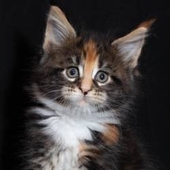 Chatterie Le Berceau Maine Coon